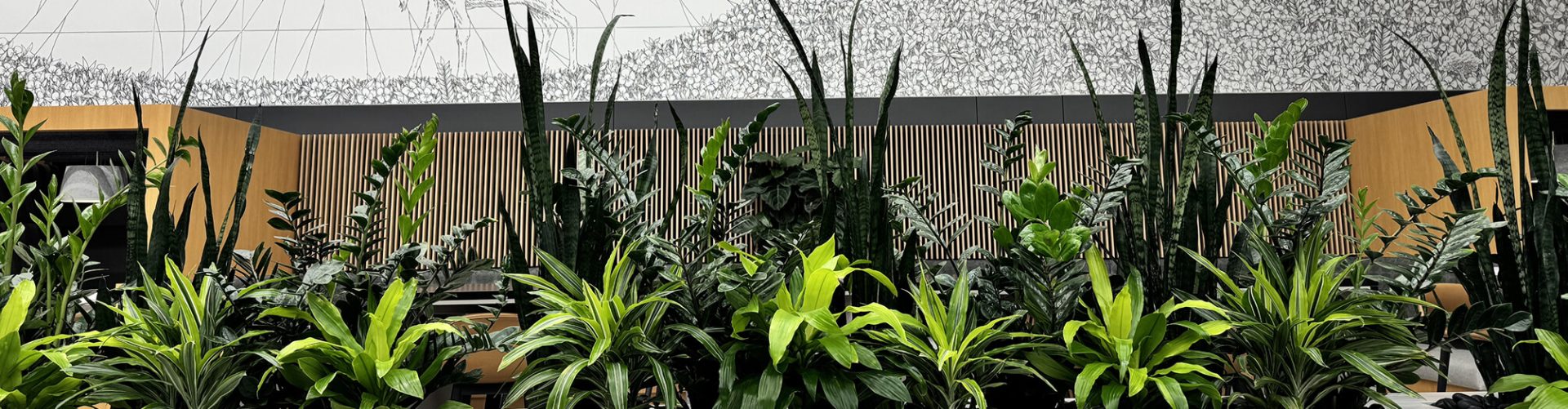 Interior Plant Design & Installation - Green Connection